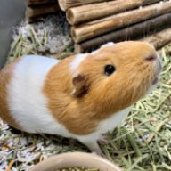 lulu